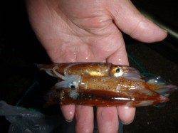 今日も楽しい兵突のイカ釣り！