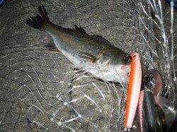 【アタリが増えてきた！】泉大津シーバス