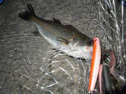 【アタリが増えてきた！】泉大津シーバス