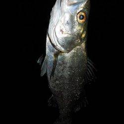 【アタリが増えてきた！】泉大津シーバス