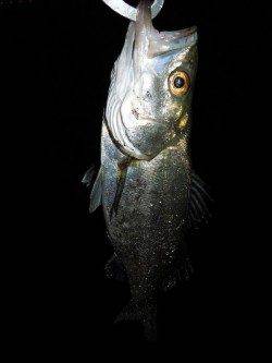 【アタリが増えてきた！】泉大津シーバス