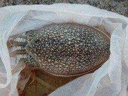 スルメ＆コウイカも！南芦屋浜ベランダ夕方。