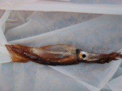 スルメ＆コウイカも！南芦屋浜ベランダ夕方。