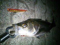 【時には遠投も必要】泉大津シーバス