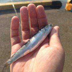 兵庫突堤でサビキ釣り、時合いは8時半頃