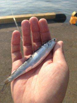 兵庫突堤でサビキ釣り、時合いは8時半頃