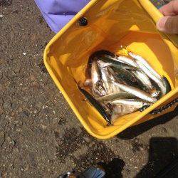 兵庫突堤でサビキ釣り、時合いは8時半頃