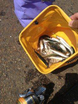 兵庫突堤でサビキ釣り、時合いは8時半頃