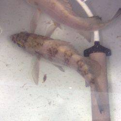 間人 メバリングでメバル5匹 波風無ければ期待大☆