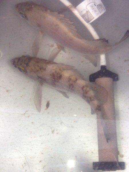 間人 メバリングでメバル5匹 波風無ければ期待大☆