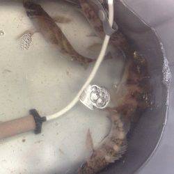 間人 メバリングでメバル5匹 波風無ければ期待大☆