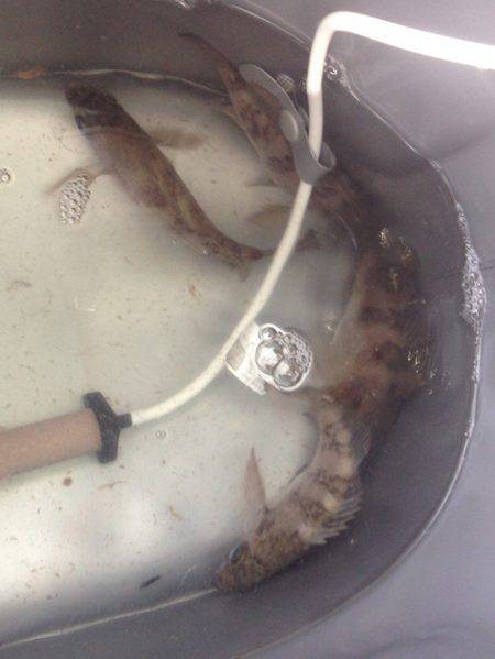 間人 メバリングでメバル5匹 波風無ければ…