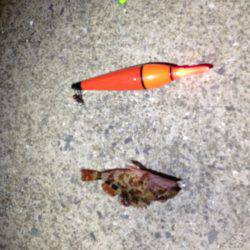 田ノ浦漁港　ウキ釣りでガシラ狙いも1尾の釣果