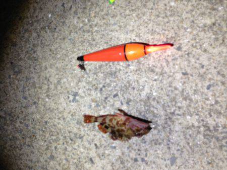 田ノ浦漁港　ウキ釣りでガシラ狙いも1尾の釣果