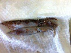 兵庫突堤　ウキ釣りでスルメイカ2ハイ　エギングではコウイカのアタリも