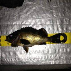 間人でメバリング、エサ取りの活性は低め？