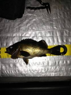 間人でメバリング、エサ取りの活性は低め？