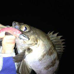 東二見　メバリングでメバル15匹　二見のメバリングは良い感じ☆
