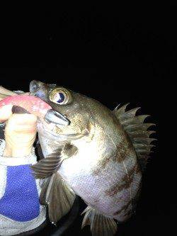 東二見　メバリングでメバル15匹　二見のメバリングは良い感じ☆