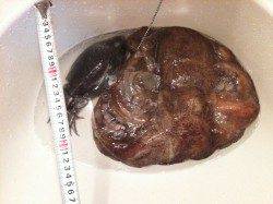 兵庫突堤、コウイカはシーズン真っ只中