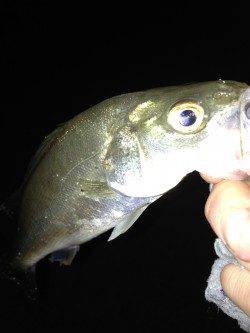 東二見　メバリングでメバル＆セイゴ☆