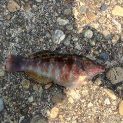 紀ノ川河口でちょい投げ、ベラ×3