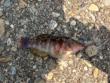 紀ノ川河口でちょい投げ、ベラ×3