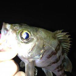 江井ヶ島 夜7時半からのメバリングでメバル6匹