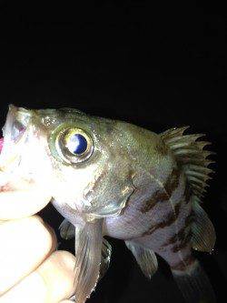 江井ヶ島 夜7時半からのメバリングでメバル6匹