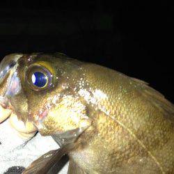 江井ヶ島　7時半からのメバリングでメバル15匹！