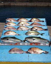 マリーナシティ海洋釣り堀、マダイ12匹と好釣でした♪