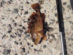 日高エリアイカ狙いでアジを泳がしていると超巨大穴子