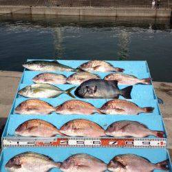 マリーナシティ海洋釣り堀 マダイに青物に賑わってます☆