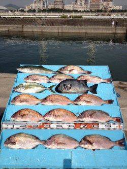 マリーナシティ海洋釣り堀 マダイに青物に賑わってます☆