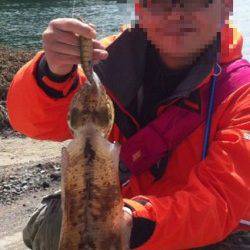 西三松　エギングでアオリイカ800g＆コウイカ2ハイ