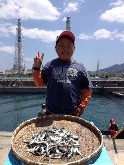マリーナシティ海釣り公園　サビキでイワシ＆豆アジ大漁