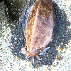 連日コウイカ…エギング釣行 in 上瀬