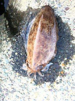 連日コウイカ…エギング釣行 in 上瀬