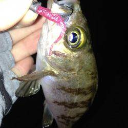 江井ヶ島 夜7時半からのメバリングでメバル6匹