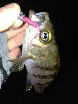 江井ヶ島 夜7時半からのメバリングでメバル6匹