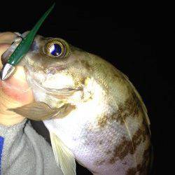 江井ヶ島　7時半からのメバリングでメバル15匹！