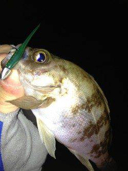 江井ヶ島　7時半からのメバリングでメバル15匹！