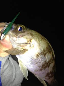 江井ヶ島　7時半からのメバリングでメバル1…