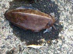 音海大波止　エギングでアオリイカ1425g＆コウイカ　日本海も春イカ開幕か