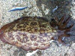 西三松　エギングでアオリイカ800g＆コウイカ2ハイ