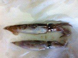 兵庫突堤　ウキ釣りでスルメイカ2ハイ　エギングではコウイカのアタリも