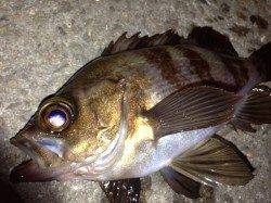 東二見　メバリングでメバル15匹　二見のメバリングは良い感じ☆