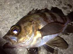 東二見　メバリングでメバル15匹　二見のメ…