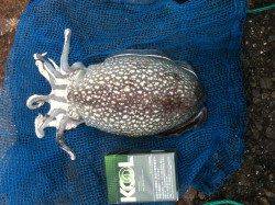 兵庫突堤、コウイカはシーズン真っ只中