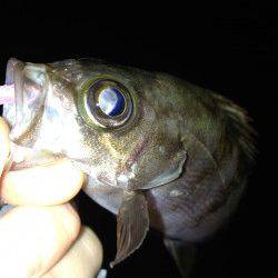 東二見　メバリングでメバル＆セイゴ☆